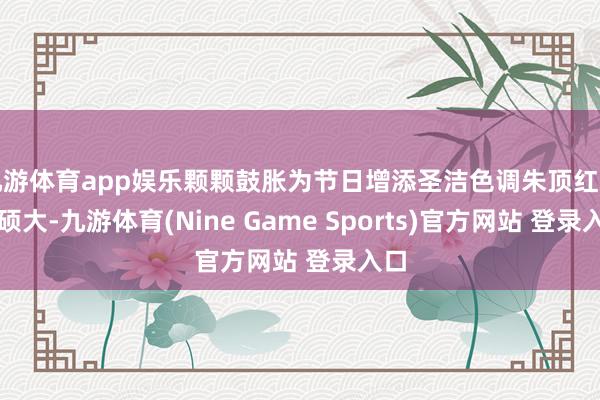 九游体育app娱乐颗颗鼓胀为节日增添圣洁色调朱顶红花朵硕大-九游体育(Nine Game Sports)官方网站 登录入口